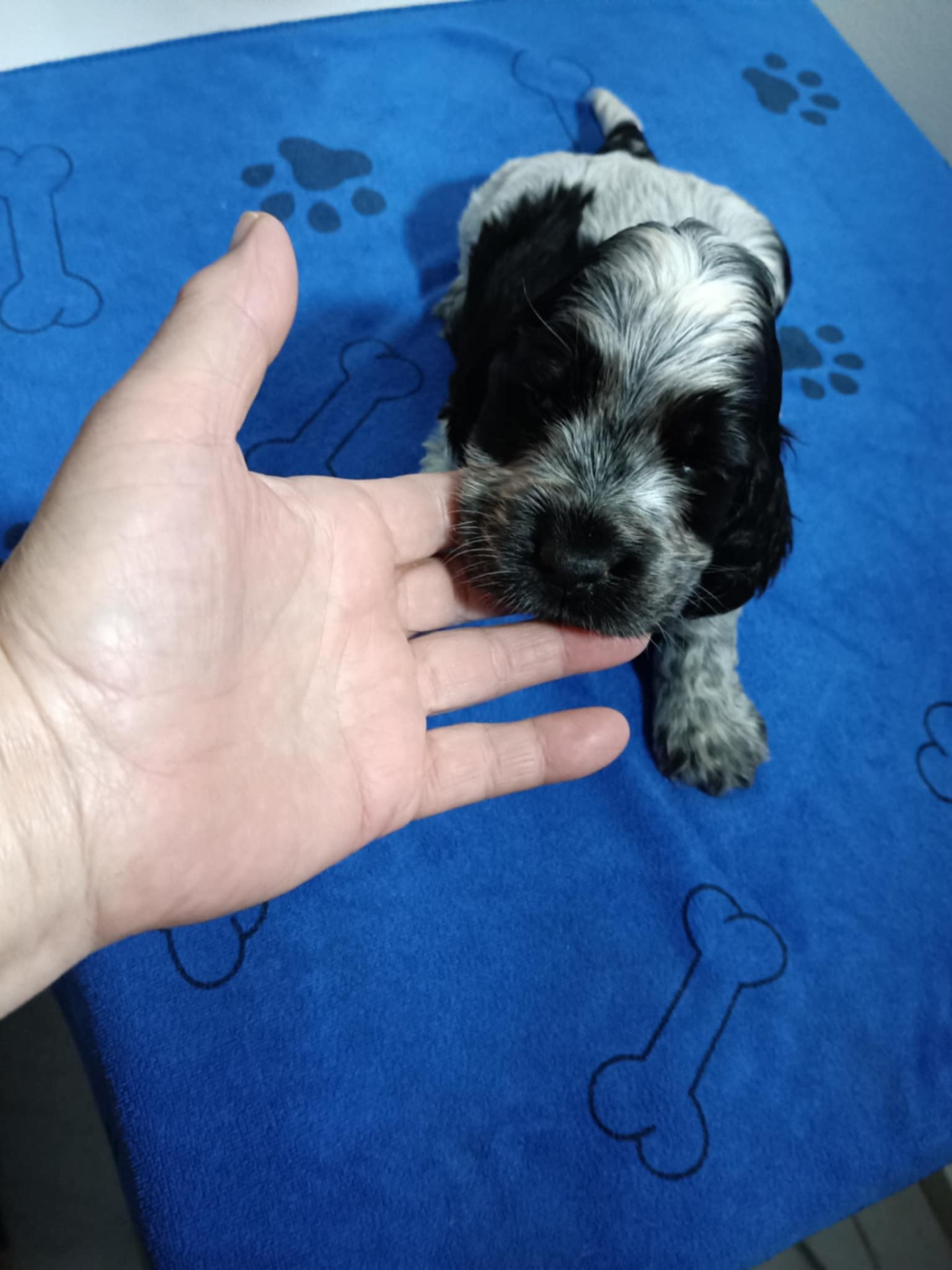 Gordon Molly Monet